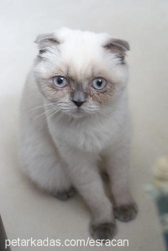 lily Dişi Scottish Fold