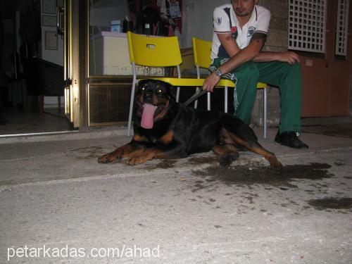 tazz Erkek Rottweiler