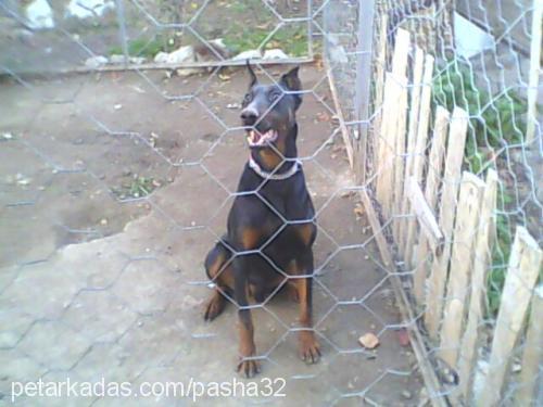 paşa Erkek Doberman Pinscher