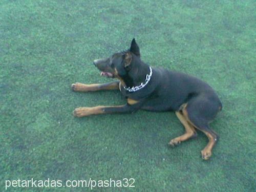 paşa Erkek Doberman Pinscher