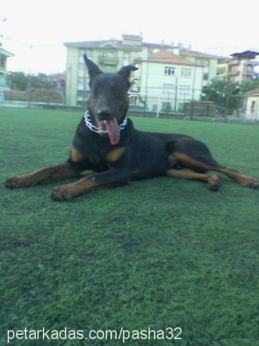 paşa Erkek Doberman Pinscher