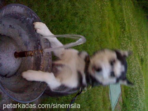 şila Dişi Sibirya Kurdu (Husky)