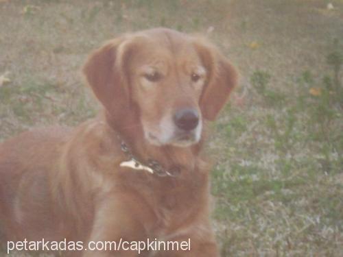 lady Dişi Golden Retriever