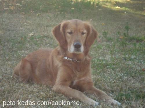 lady Dişi Golden Retriever