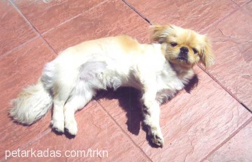 herkÜl Erkek Pekingese