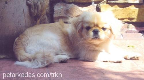 herkÜl Erkek Pekingese