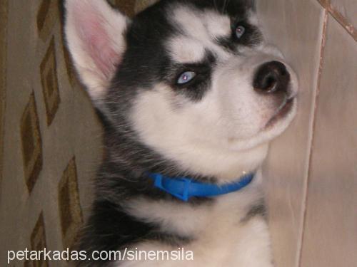 şila Dişi Sibirya Kurdu (Husky)