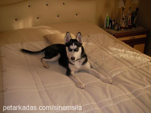 şila Dişi Sibirya Kurdu (Husky)