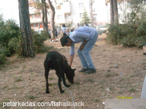 black Erkek Doberman Pinscher