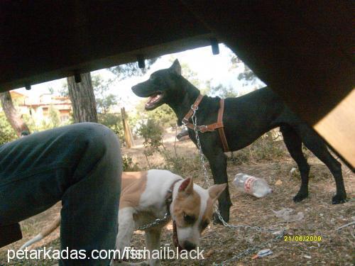 black Erkek Doberman Pinscher