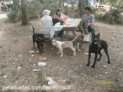 black Erkek Doberman Pinscher