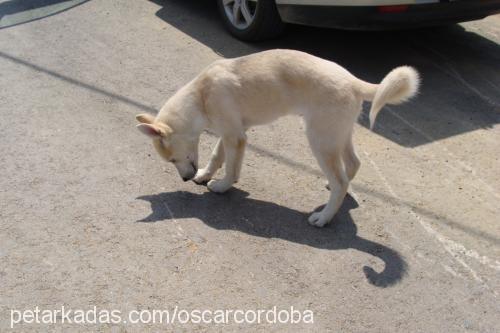 oscar Erkek Sibirya Kurdu (Husky)