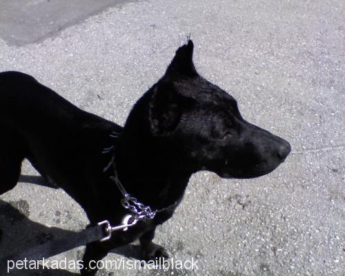 black Erkek Doberman Pinscher