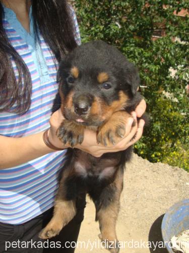 daisy Dişi Rottweiler