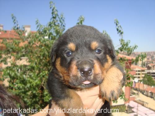 daisy Dişi Rottweiler