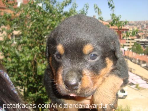 daisy Dişi Rottweiler