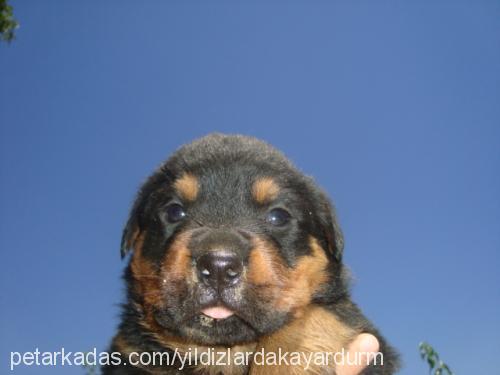 daisy Dişi Rottweiler