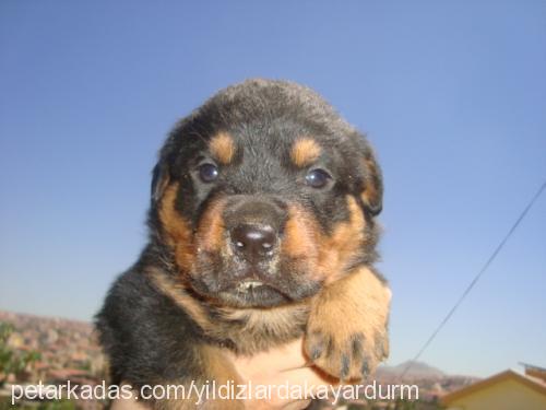 daisy Dişi Rottweiler