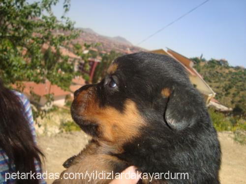 daisy Dişi Rottweiler