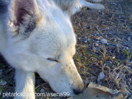 sarb-kayıp Erkek Sibirya Kurdu (Husky)