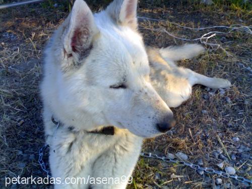 sarb-kayıp Erkek Sibirya Kurdu (Husky)