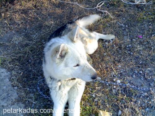 sarb-kayıp Erkek Sibirya Kurdu (Husky)