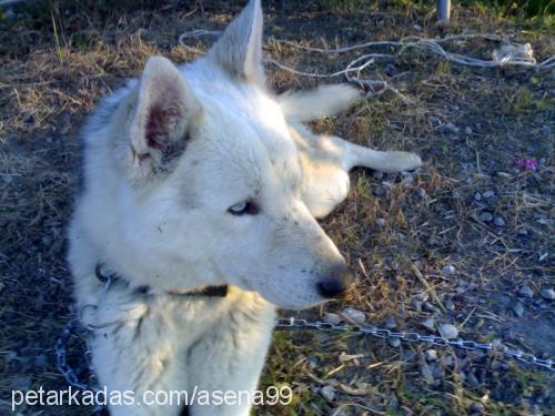 sarb-kayıp Erkek Sibirya Kurdu (Husky)