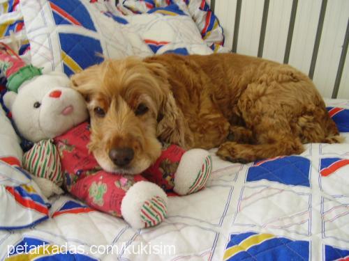 kuki Dişi İngiliz Cocker Spaniel