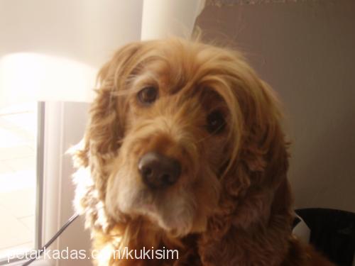 kuki Dişi İngiliz Cocker Spaniel