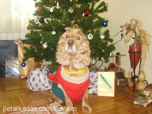 kuki Dişi İngiliz Cocker Spaniel