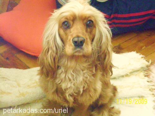 tadi Dişi İngiliz Cocker Spaniel