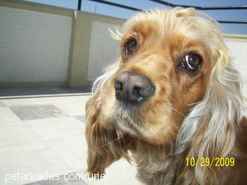 tadi Dişi İngiliz Cocker Spaniel