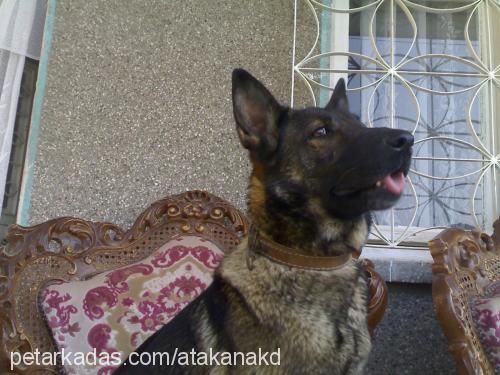 cadı Dişi Alman Çoban Köpeği