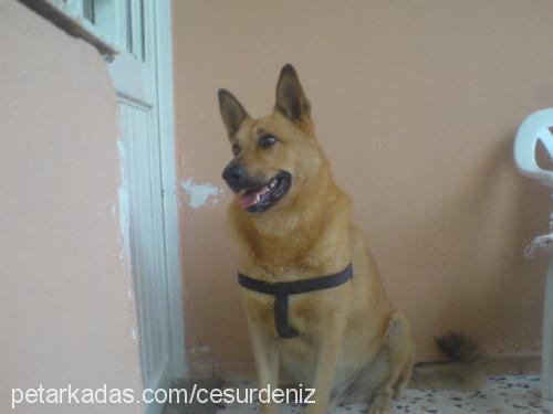 paşa Erkek Alman Çoban Köpeği