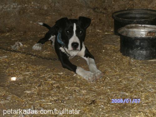 herkül Erkek Amerikan Staffordshire Terrier