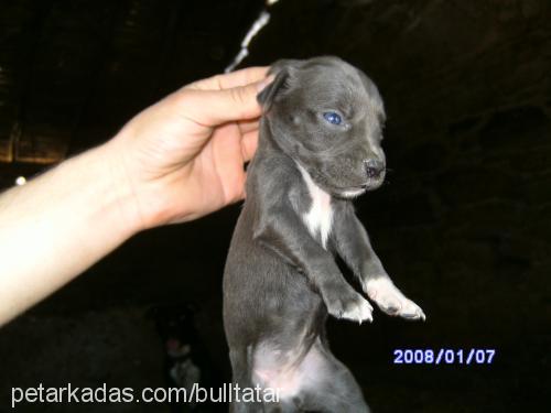 2.nesilyavrular Erkek Amerikan Staffordshire Terrier