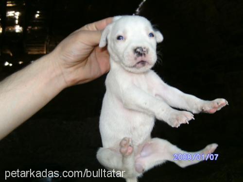 2.nesilyavrular Erkek Amerikan Staffordshire Terrier