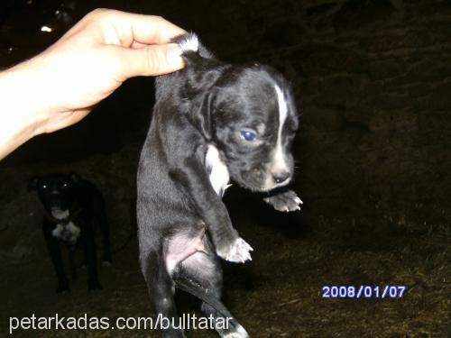 2.nesilyavrular Erkek Amerikan Staffordshire Terrier