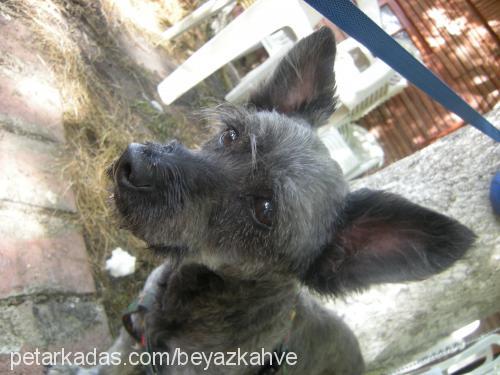 zeytin Erkek Skye Terrier