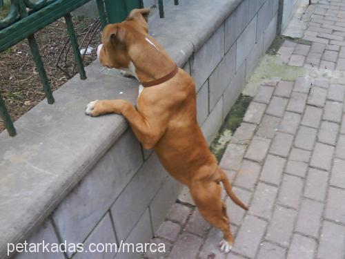 yildiz Dişi Amerikan Staffordshire Terrier