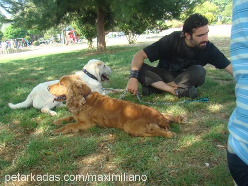 max Erkek İngiliz Cocker Spaniel