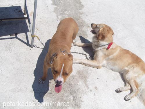 yildiz Dişi Amerikan Staffordshire Terrier