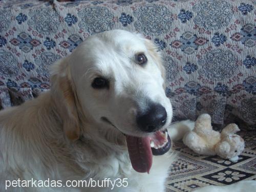 buffy Erkek Golden Retriever