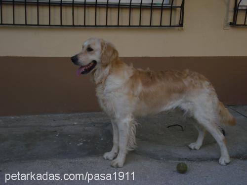 paşa Erkek Golden Retriever