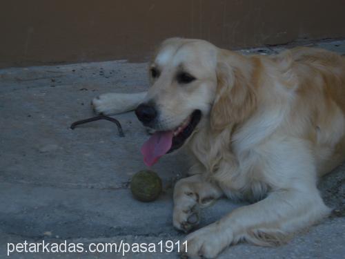 paşa Erkek Golden Retriever