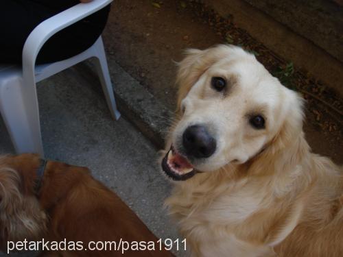 paşa Erkek Golden Retriever