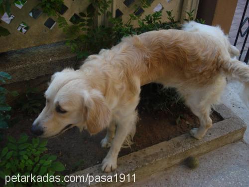 paşa Erkek Golden Retriever