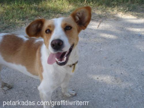 rambo Dişi Jack Russell Terrier