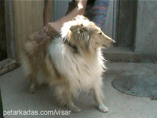 lassie-lesi Dişi Collie