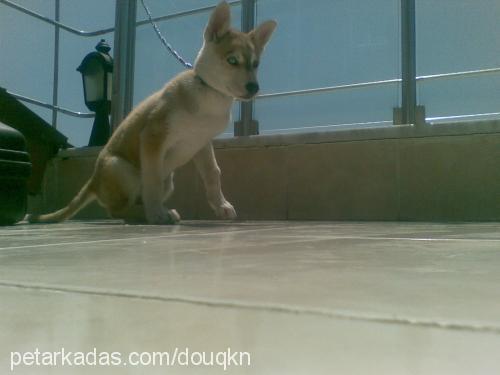 deisy Dişi Sibirya Kurdu (Husky)